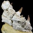 Really Cool Mosasaur (Eremiasaurus) Jaw Section #31775-3